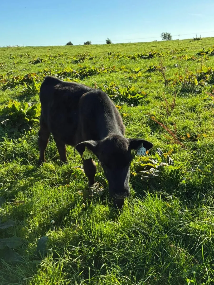 Calf - Image 4