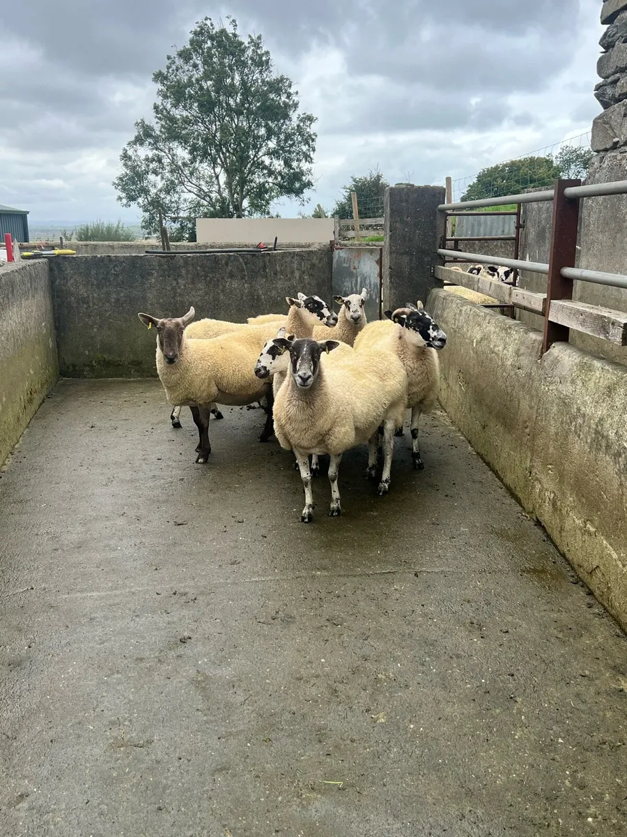 Breeding Ewes - Image 1