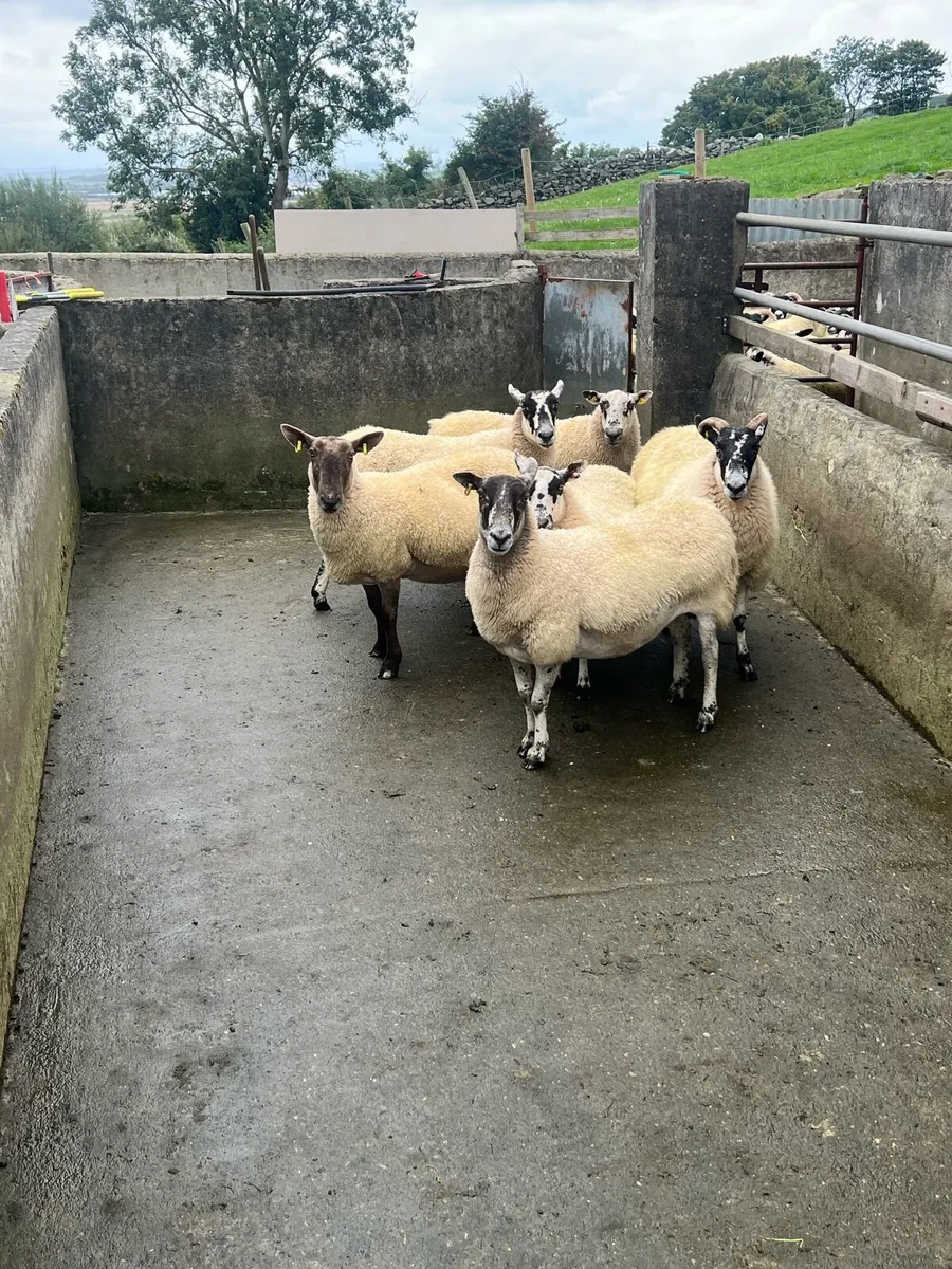 Breeding Ewes - Image 2