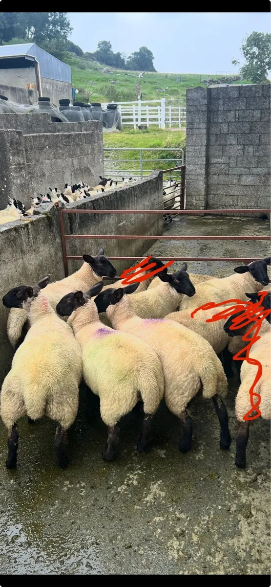 Breeding Ewes - Image 4