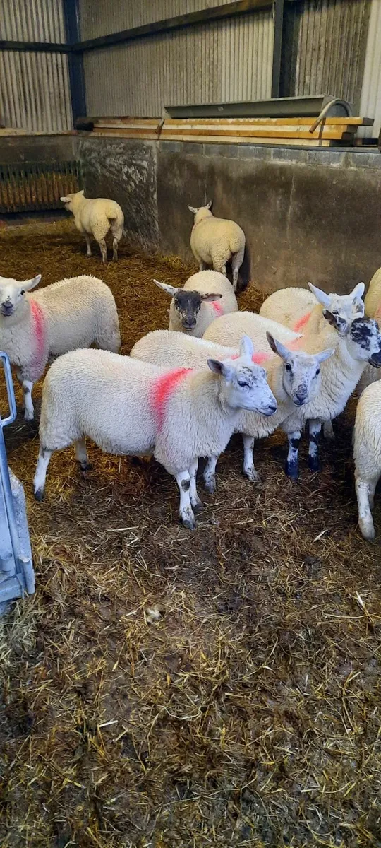 Ewe lambs for sale - Image 1