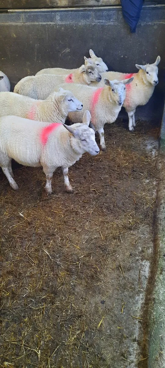 Ewe lambs for sale - Image 2