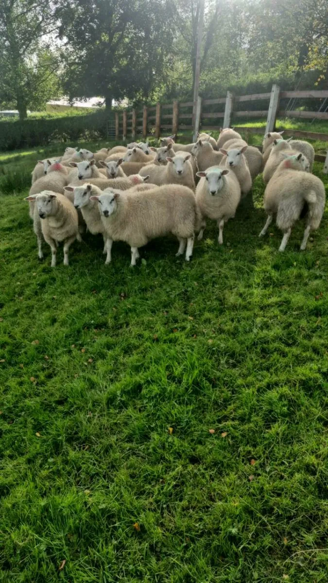 Ewe lambs - Image 1