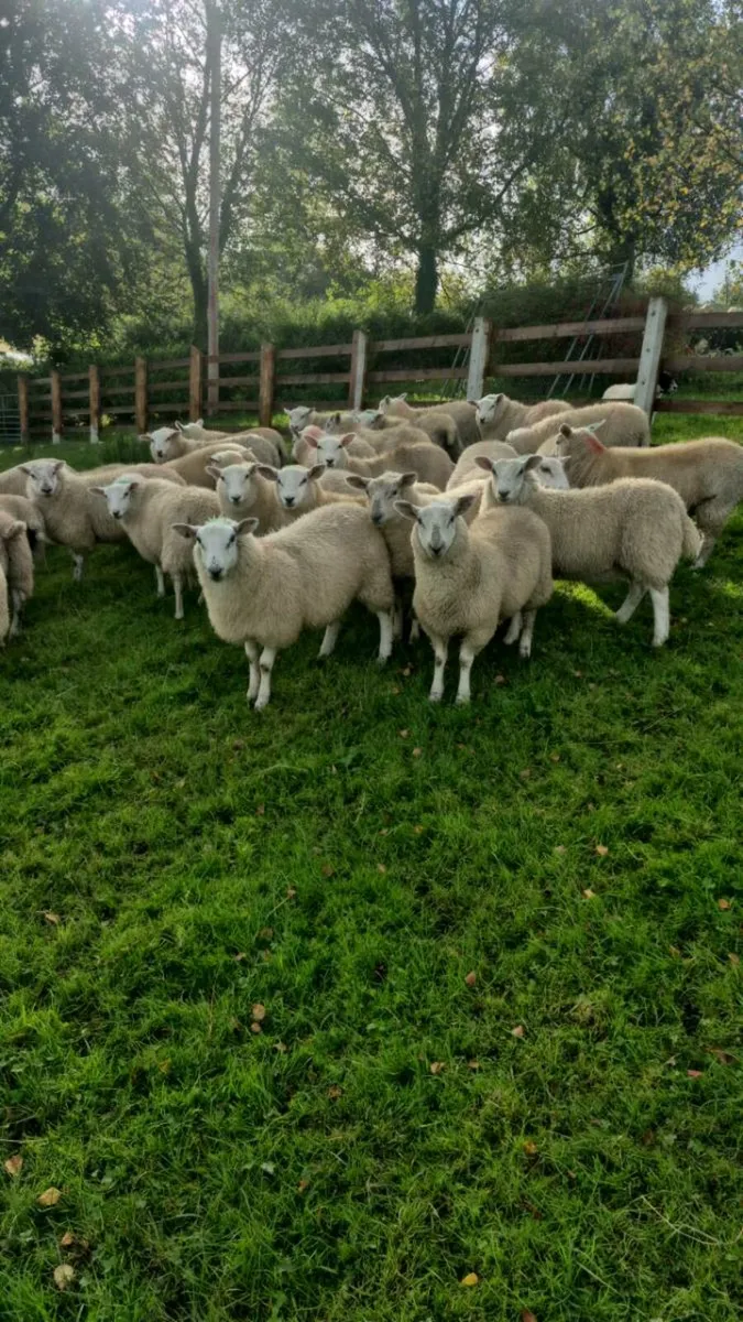 Ewe lambs - Image 2