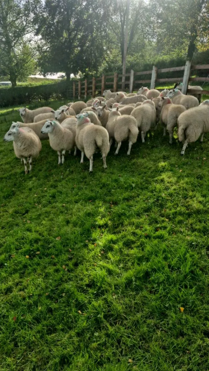 Ewe lambs - Image 3
