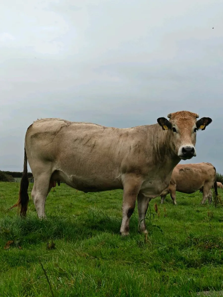 2 in Calf pedigree registered Aubrac cows - Image 2