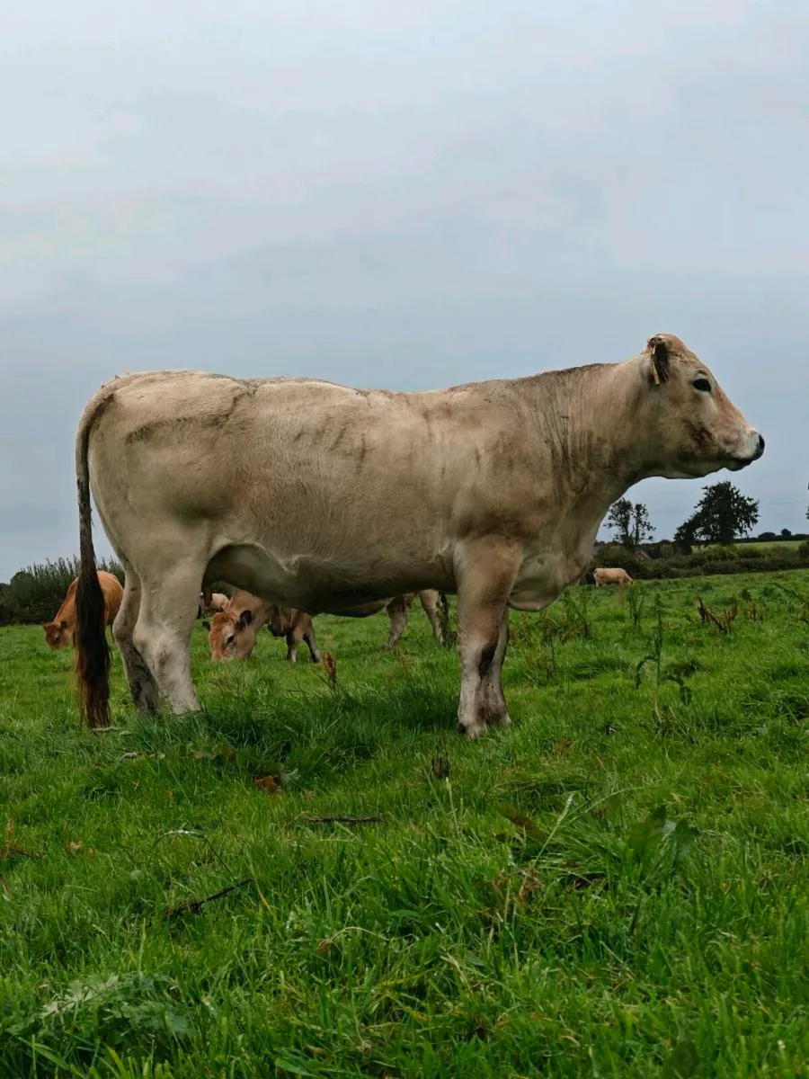 2 in Calf pedigree registered Aubrac cows - Image 3