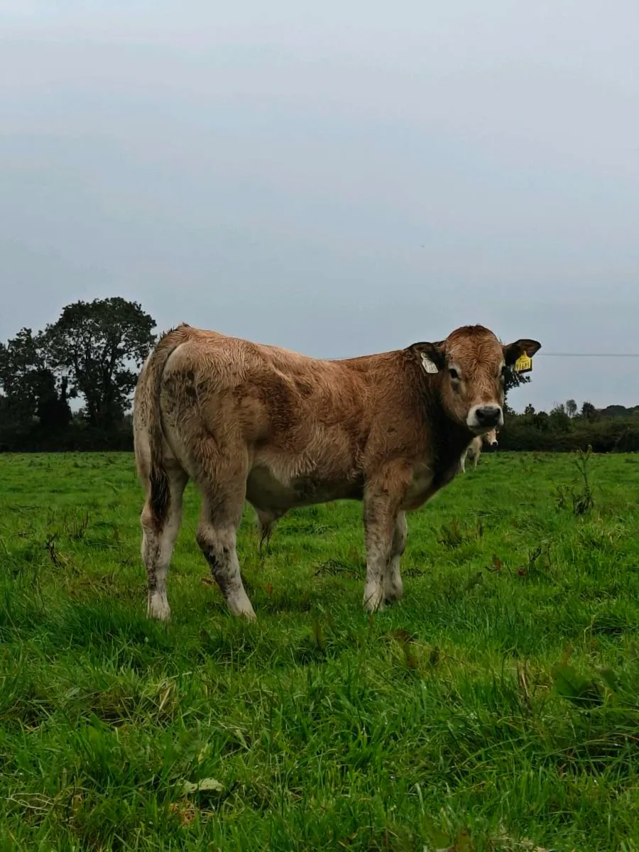 2 in Calf pedigree registered Aubrac cows - Image 4