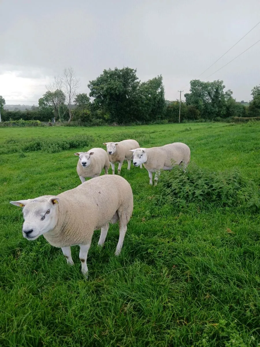 Texel hogget rams - Image 1
