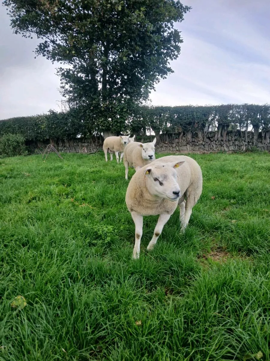 Texel hogget rams - Image 2