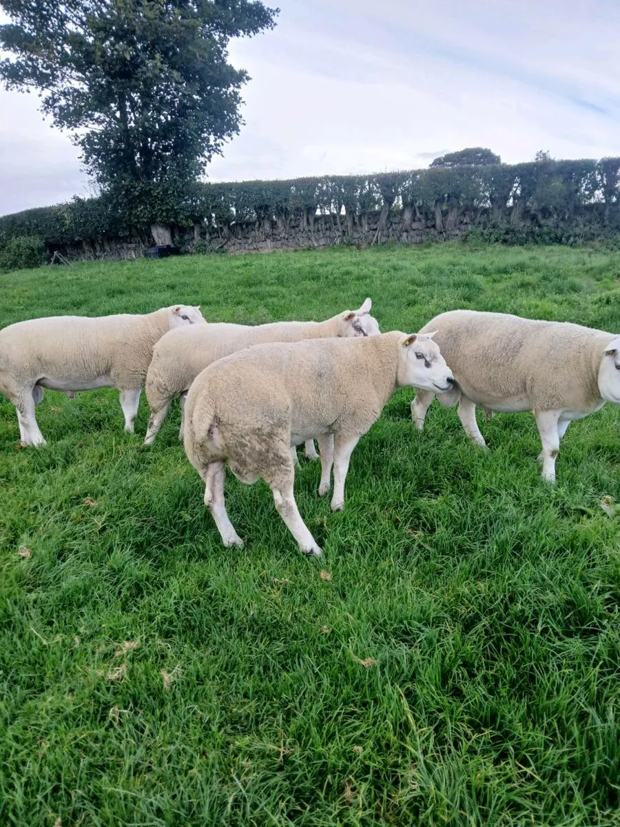 Texel hogget rams - Image 4