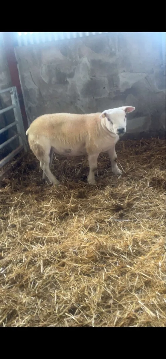 Pedigree texel ram lamb - Image 1
