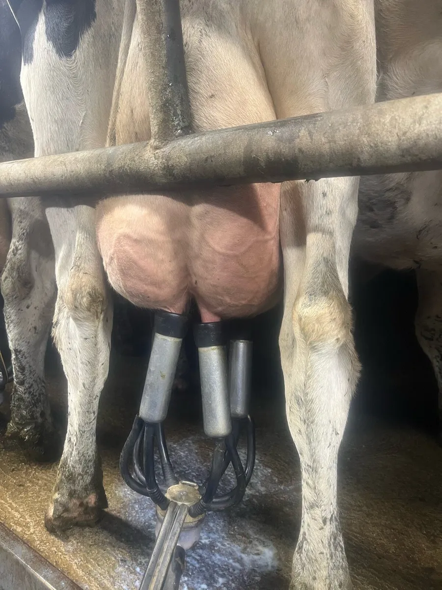 Incalf cow