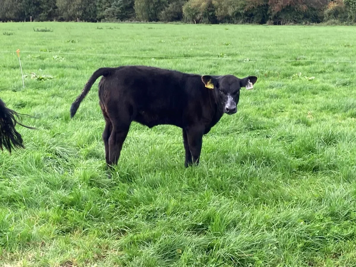 PBR Angus Cow with PBR Heifer calf - Image 2