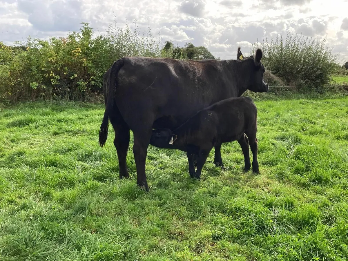 PBR Angus Cow with PBR Heifer calf - Image 3