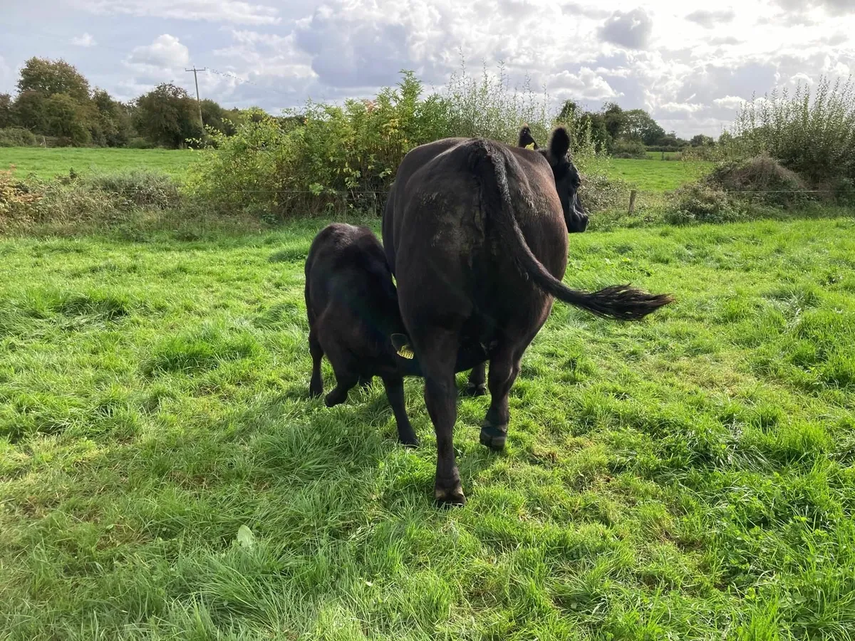 PBR Angus Cow with PBR Heifer calf - Image 4