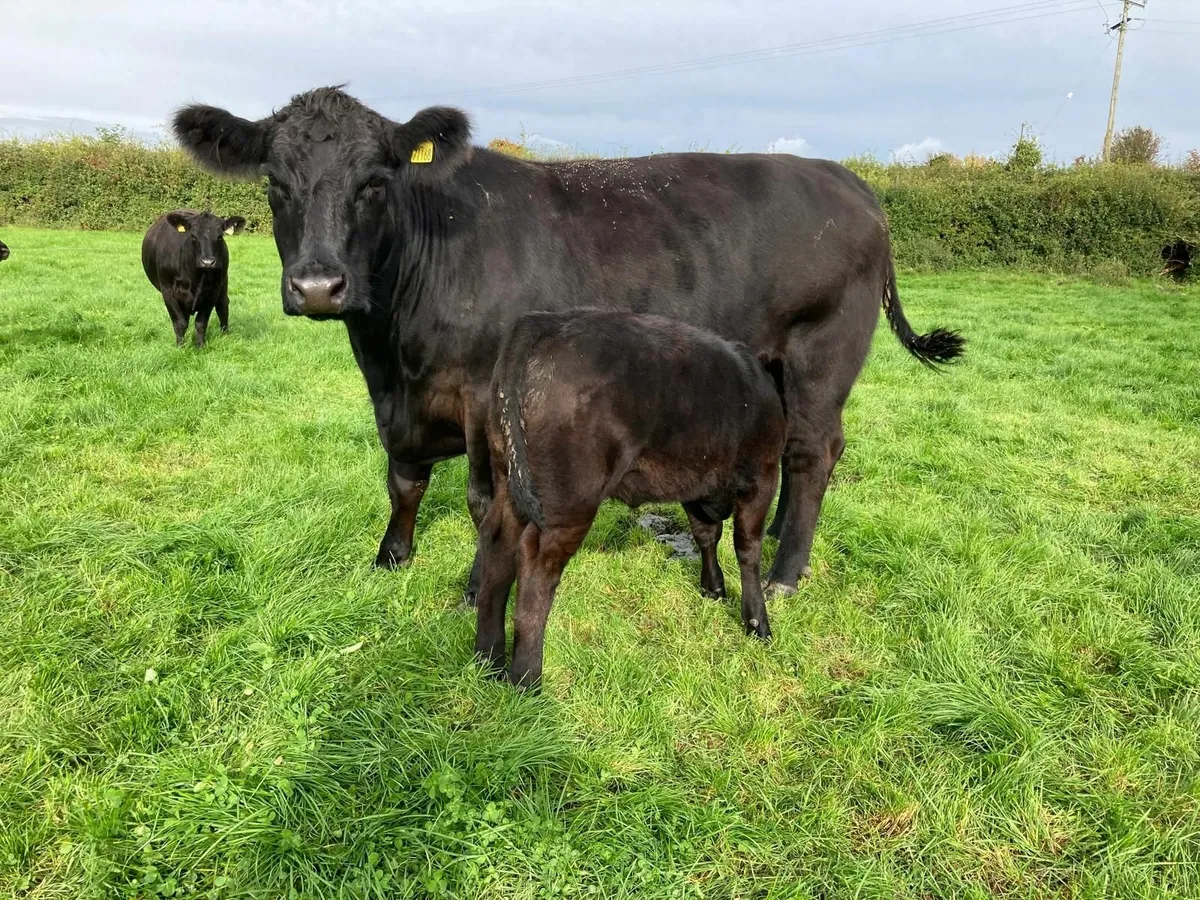 PBR Angus Cow with PBR Heifer calf - Image 1