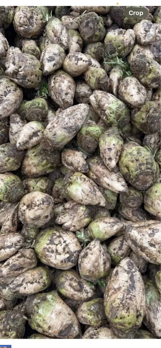 Beet - Image 1