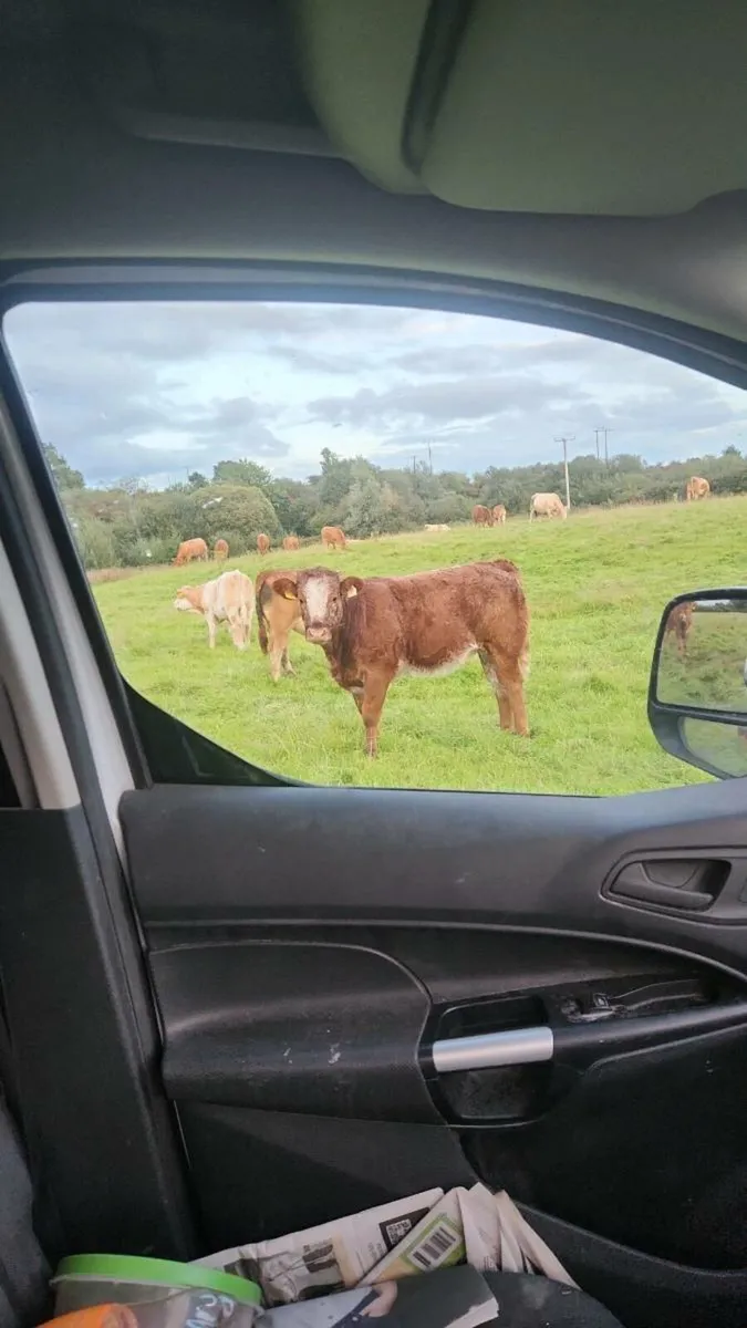 Roan heifer weanlings - Image 3