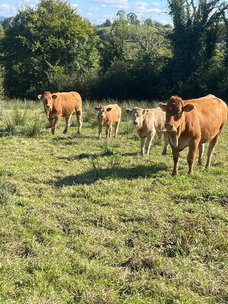 2 limousine heifers with strong charlois calves - Image 1