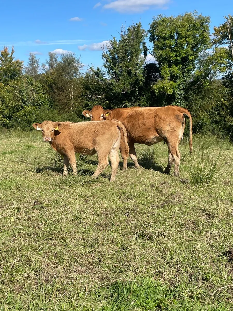 2 limousine heifers with strong charlois calves - Image 2