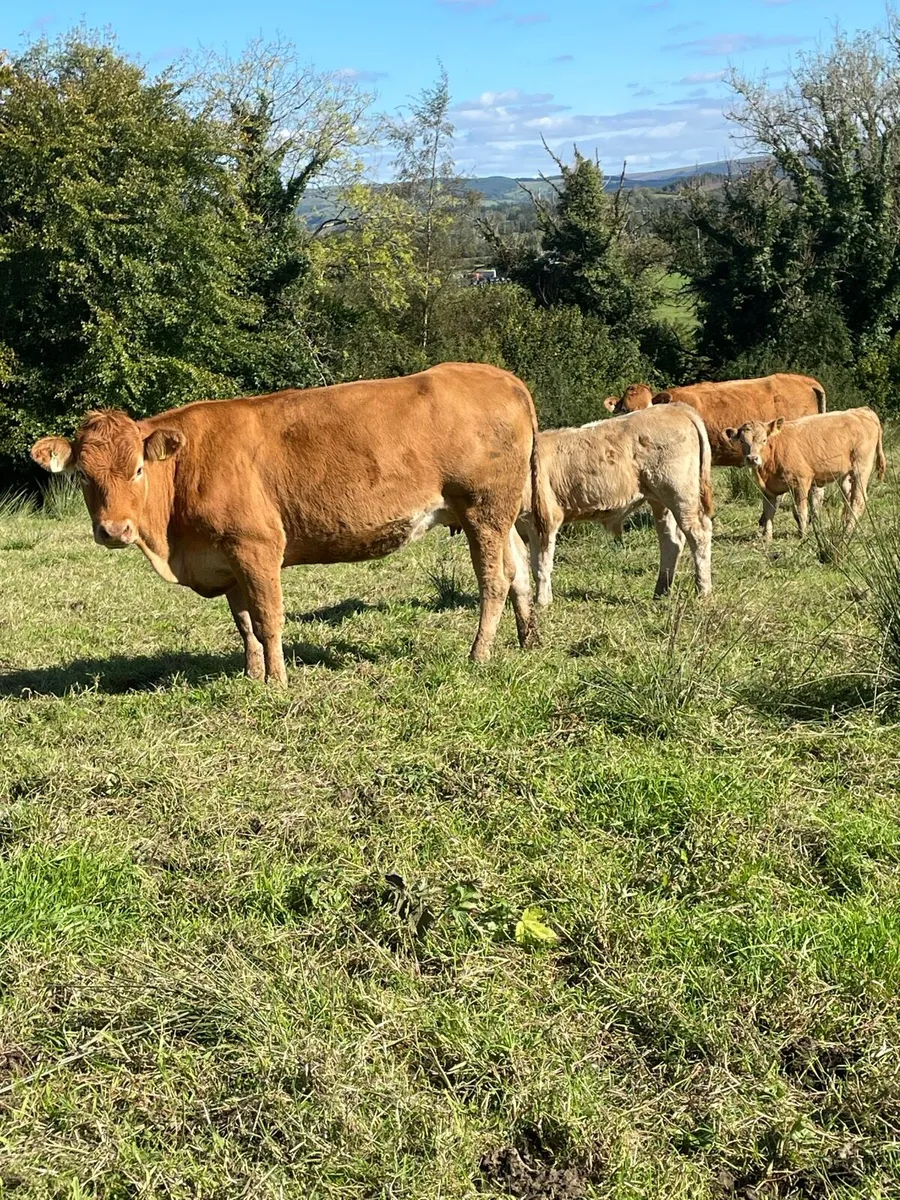 2 limousine heifers with strong charlois calves - Image 3