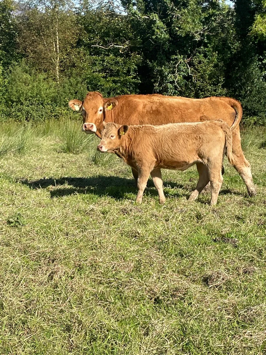 2 limousine heifers with strong charlois calves - Image 4