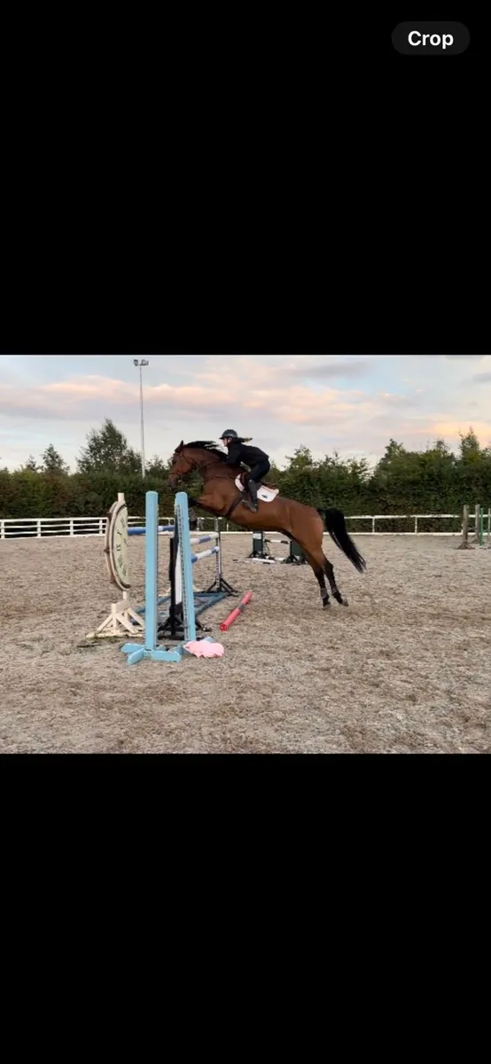 Eventer/showjumper - Image 1
