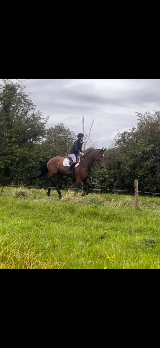 Eventer/showjumper - Image 3