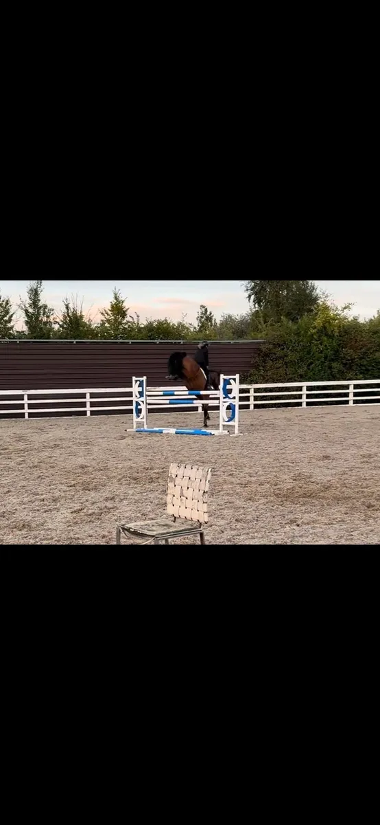 Eventer/showjumper - Image 4