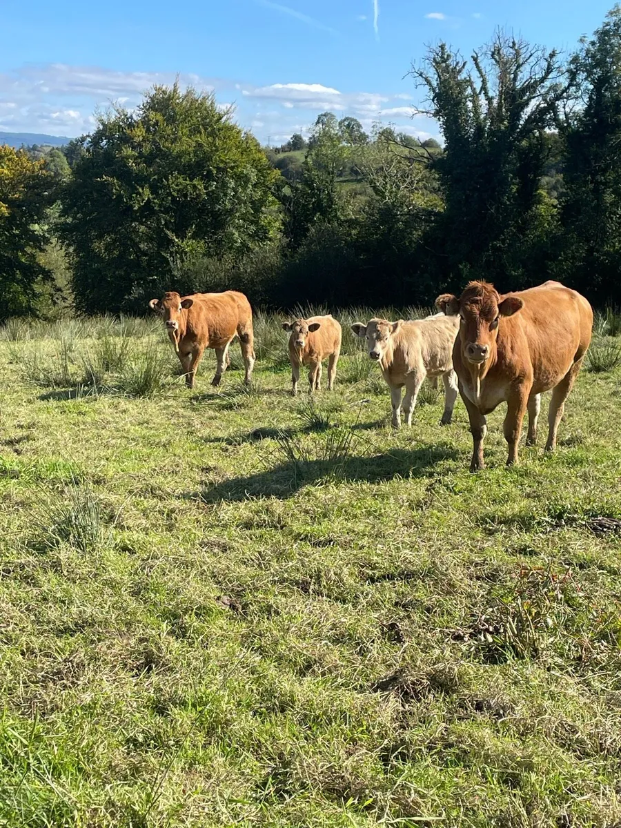 2 limousine heifers with strong charlois calves - Image 1
