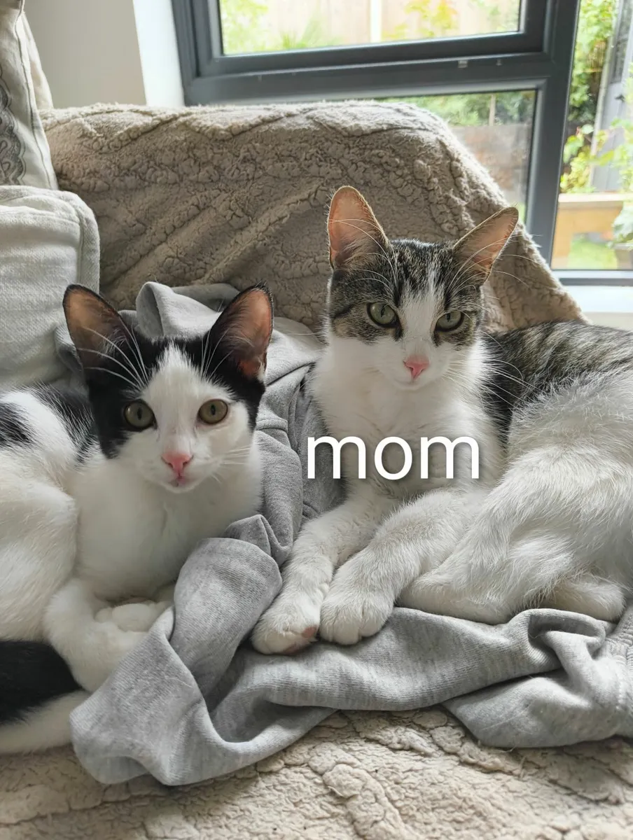 Female kitten - Image 1