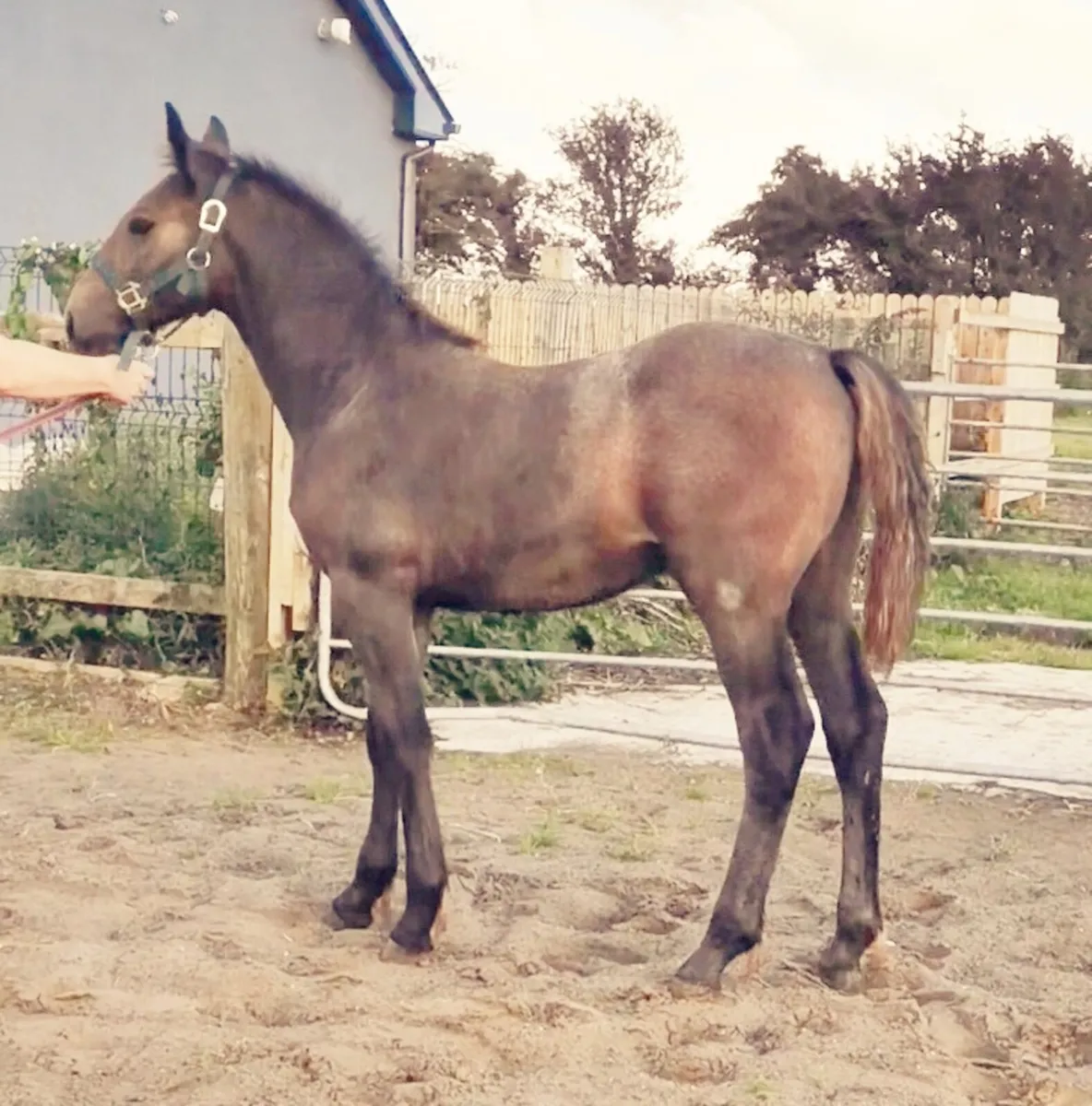 Quality colt foal - Image 1