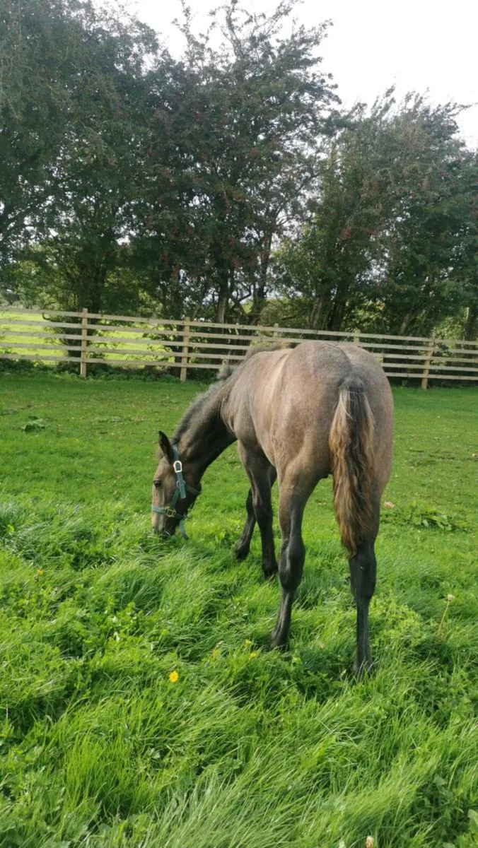 Quality colt foal - Image 3