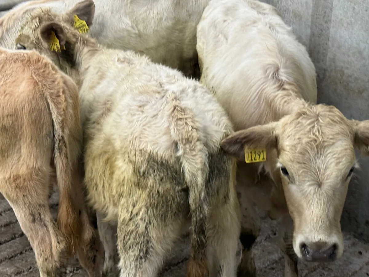 4 CHARLAOIS HEIFER WEANLINGS - Image 1