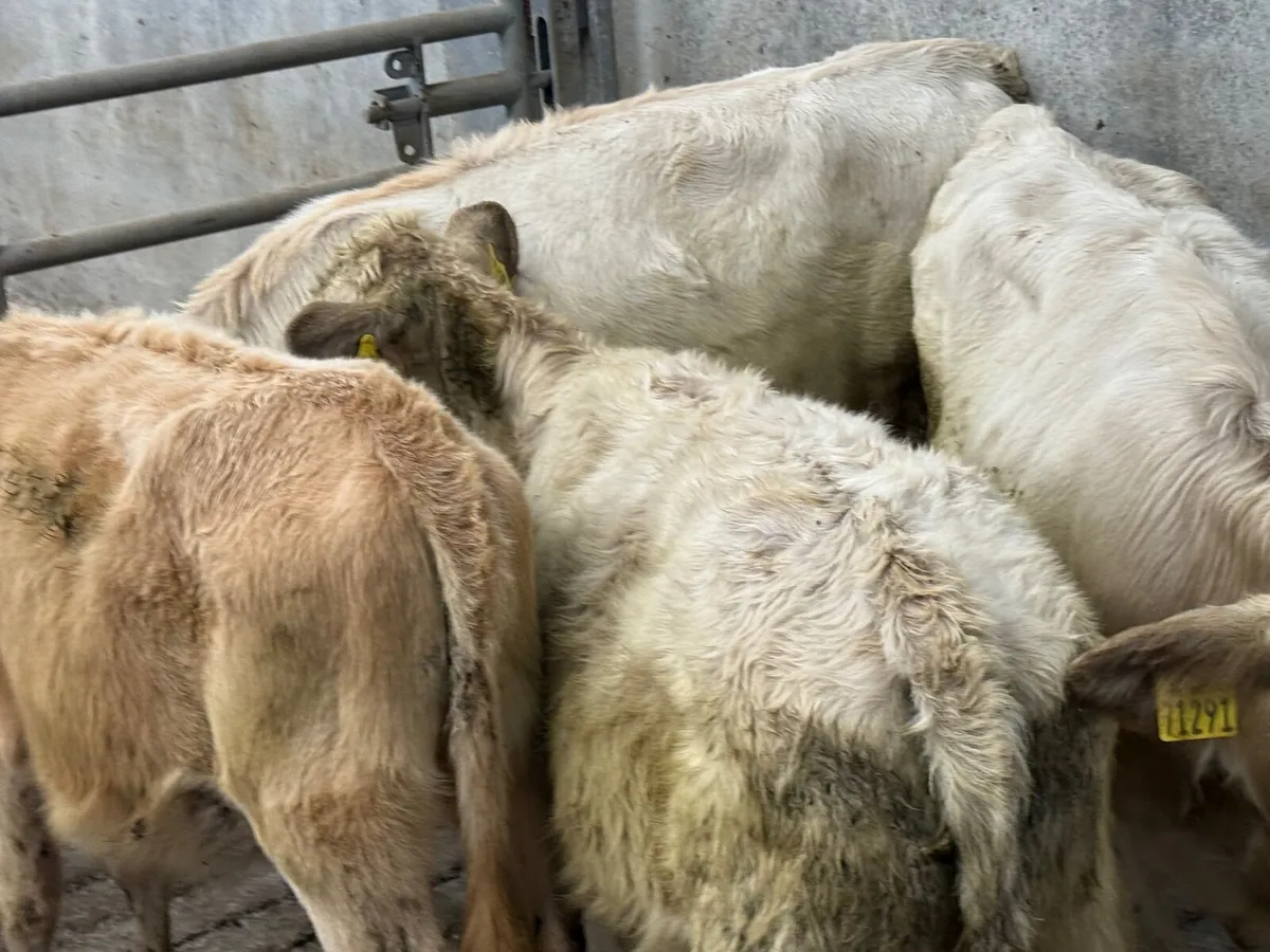 4 CHARLAOIS HEIFER WEANLINGS - Image 2
