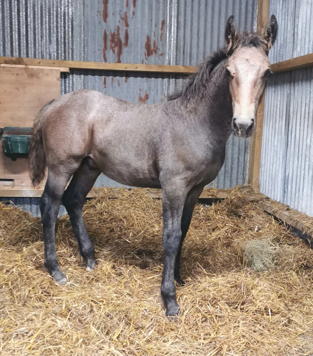 Quality colt foal - Image 4