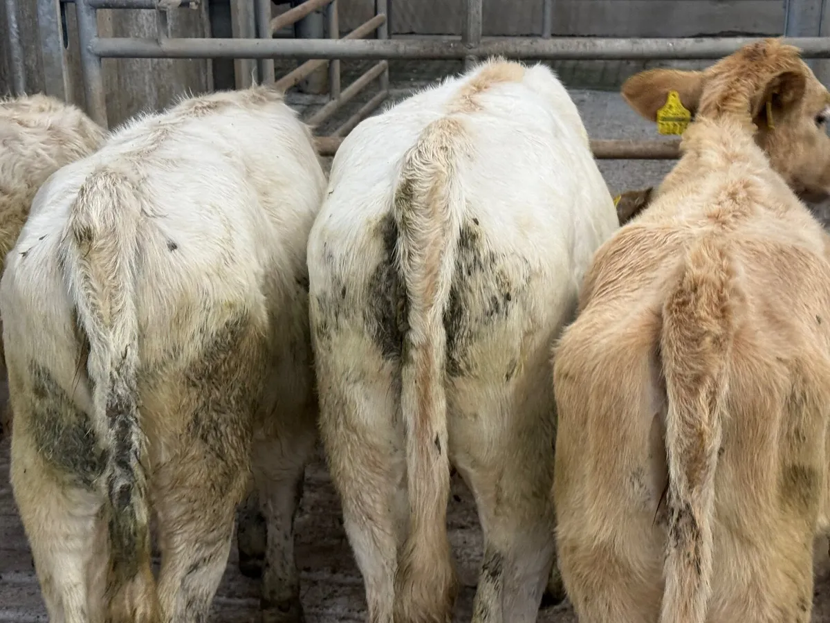 4 CHARLAOIS HEIFER WEANLINGS - Image 3