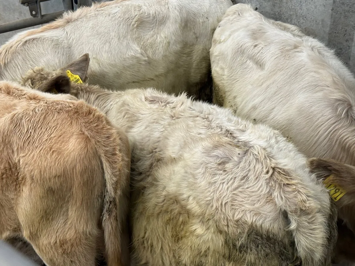 4 CHARLAOIS HEIFER WEANLINGS - Image 4
