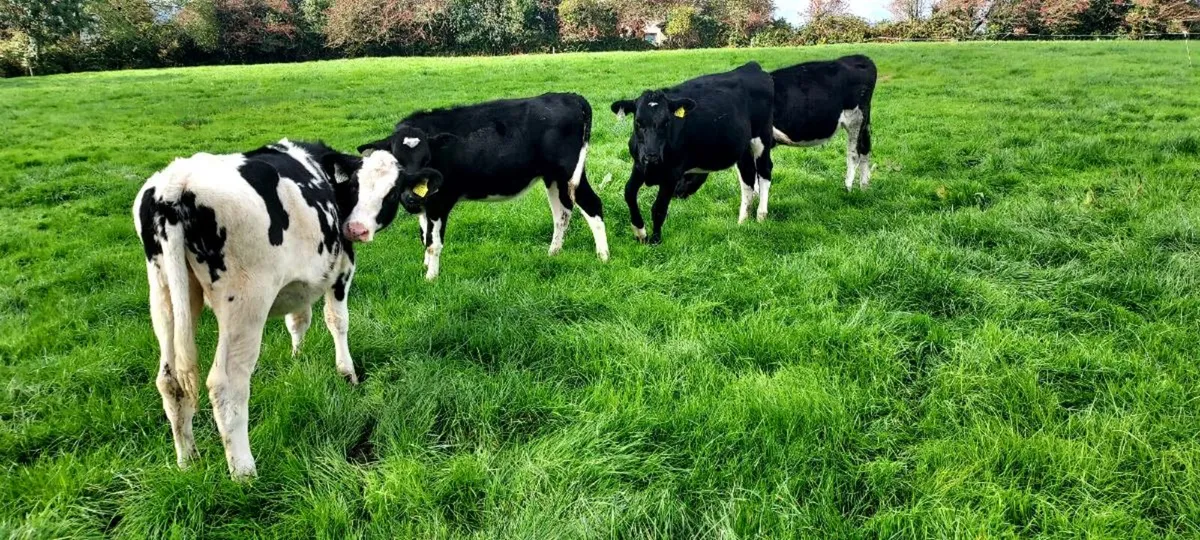 High EBI heifers - Image 2