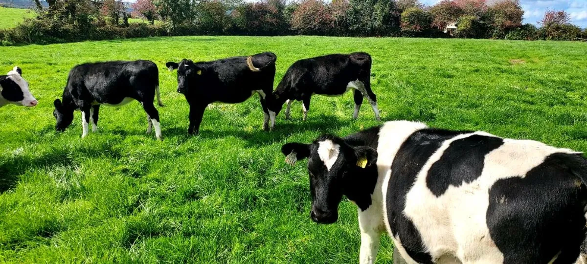 High EBI heifers - Image 1