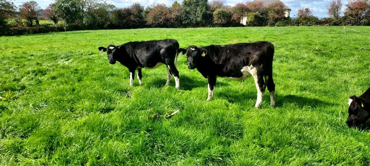 High EBI heifers - Image 4