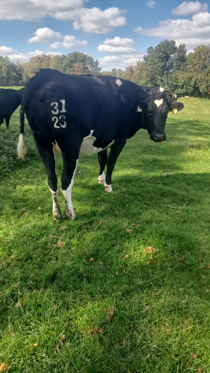 Incalf heifers - Image 1