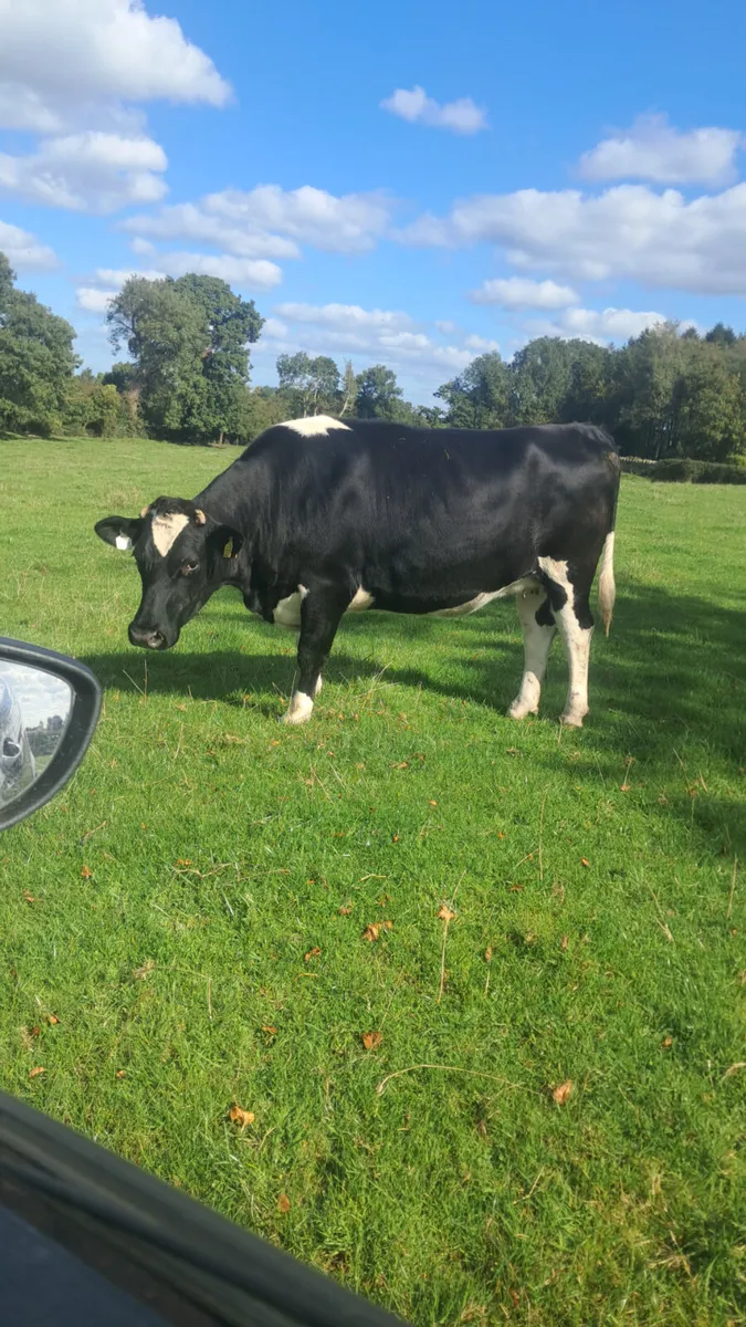 Incalf heifers - Image 2