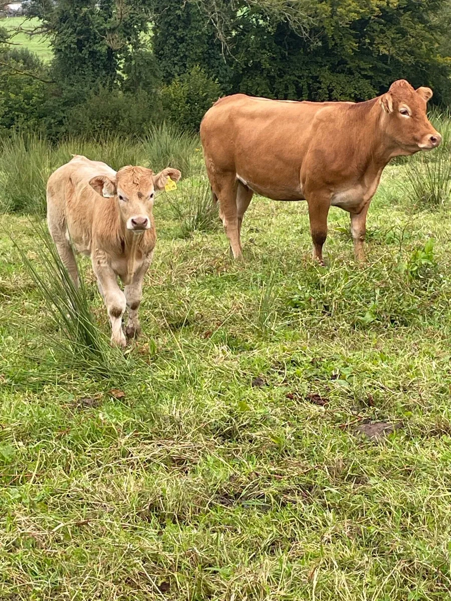 2 limousine heifers with strong charlois calves - Image 2