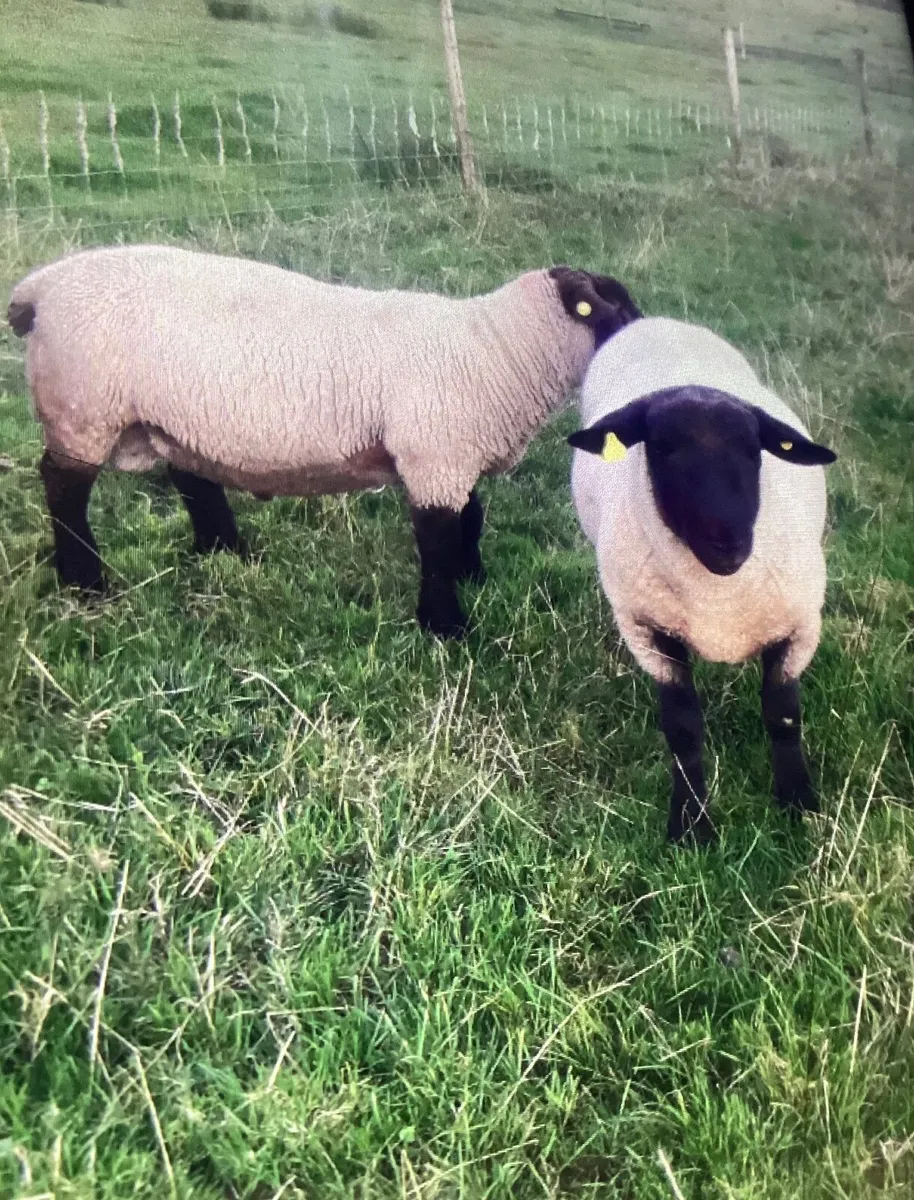 Suftex  Rams for Sale