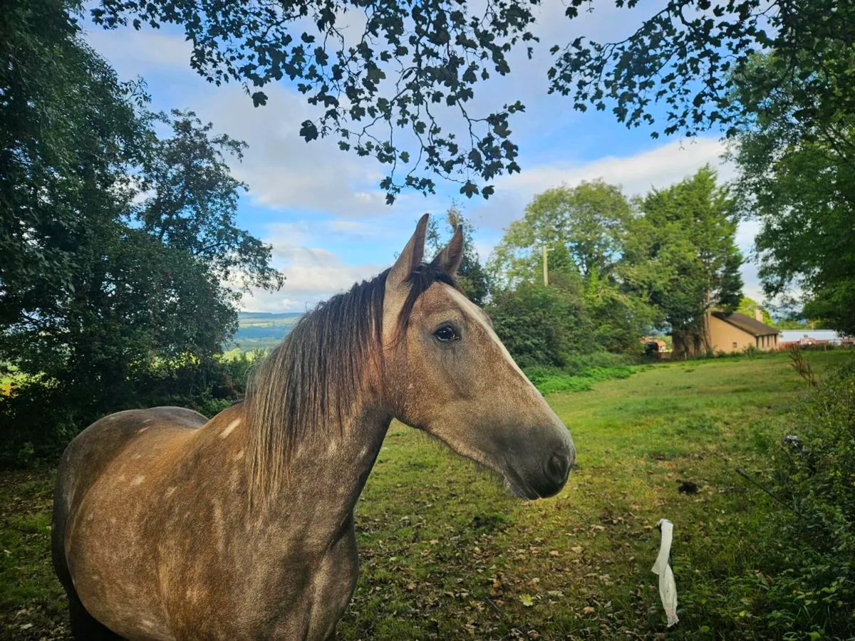 Rebel Flagmount 2yr old gelding - Image 1