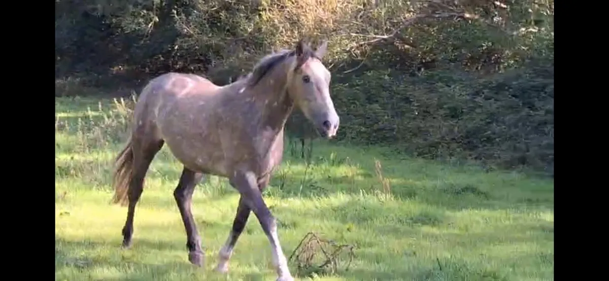 Rebel Flagmount 2yr old gelding - Image 2