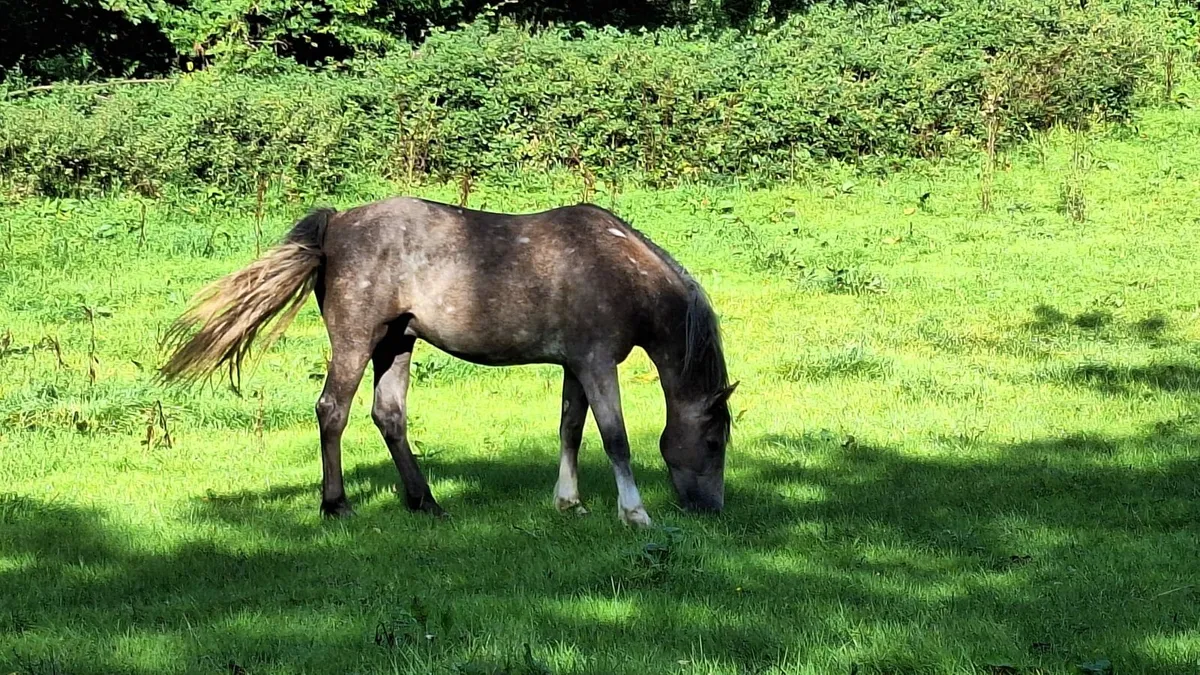 Rebel Flagmount 2yr old gelding - Image 3
