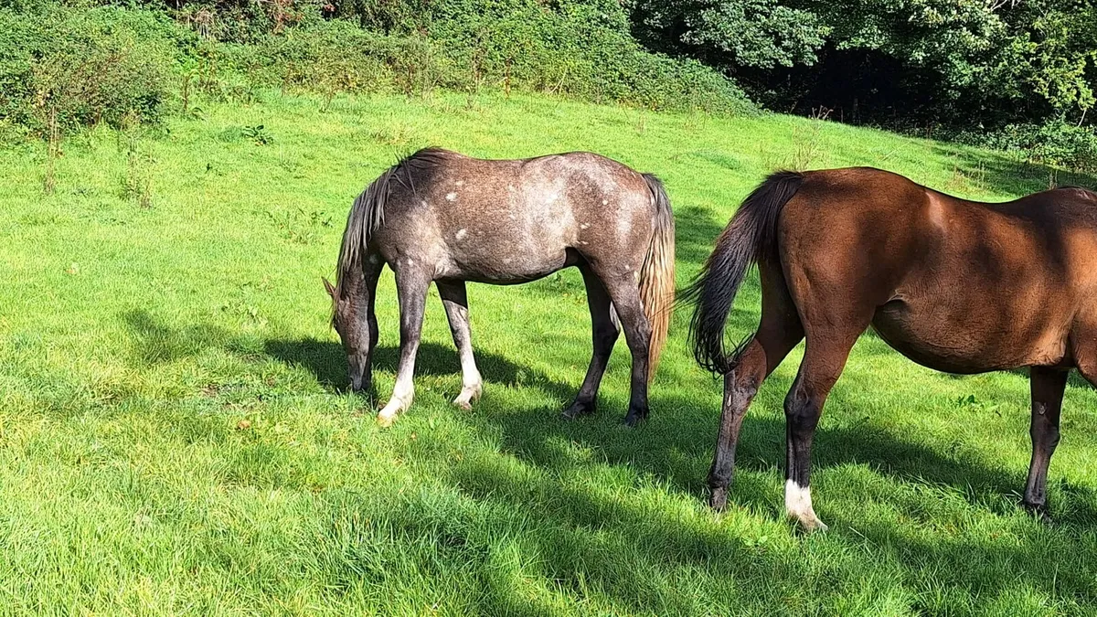 Rebel Flagmount 2yr old gelding - Image 4